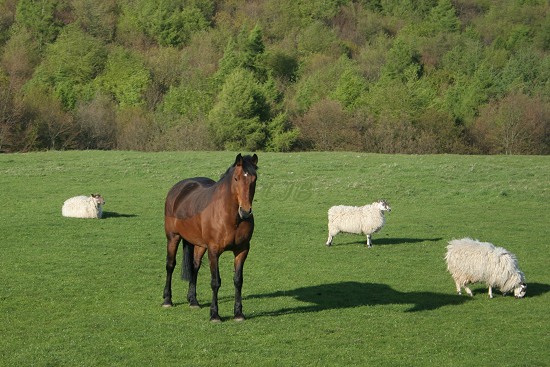 Bothal, Northumberland