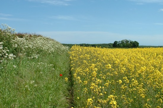 Bothal, Northumberland