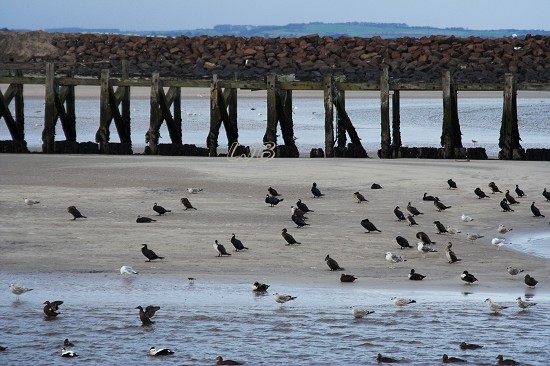 Amble - River Coquet.