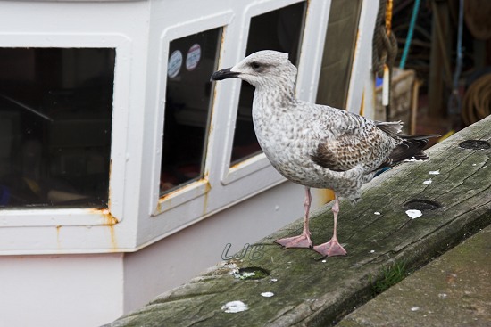 Seagull Snooper