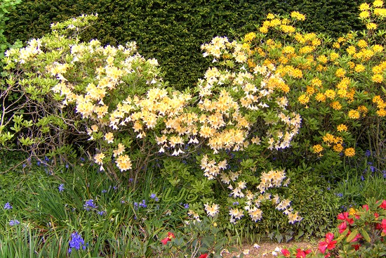 Belsay Gardens.