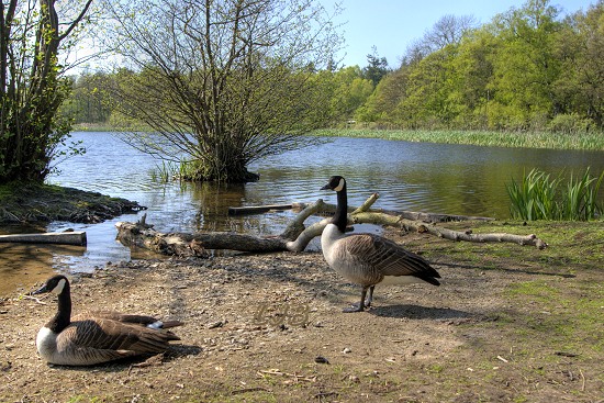 Bolam Lake.
