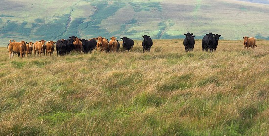Saughtree, Scottish Borders.