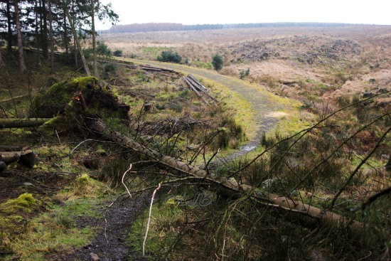 Leaplish, Kielder Water, Northumberland.