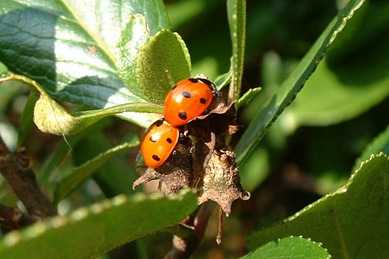 Ladybirds
