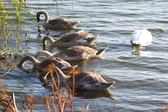 Swans at Ladyburn Lake