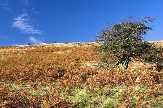 View from near Langleeford.