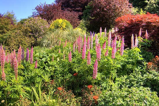 Flowers in Carlisle Park.