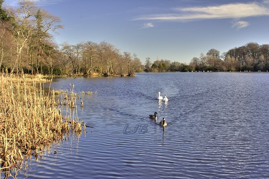 Mute Swans and Canada Geese at Bolam Lake, Northumberland.