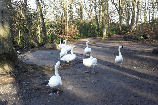 Swans at Bolam Lake, Northumberland.