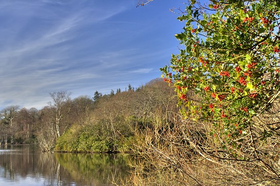 Holly with berries ar Bolam Lake, Northumberland.