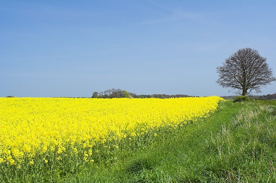 Bothal, Northumberland.