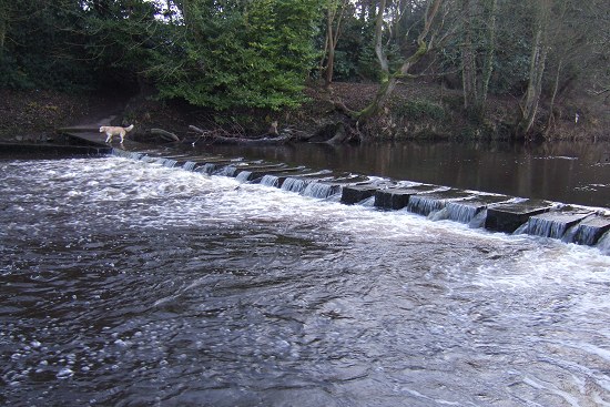 Stepping stones over the River Wansbeck at Bothal Northumberland.