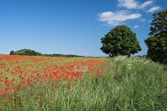 Poppies at Bothal