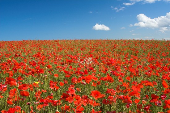 Poppies at Bothal