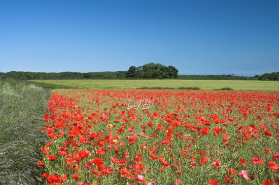 Poppies at Bothal