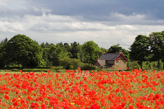 Poppies at Bothal