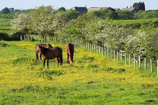Bothal, Northumberland