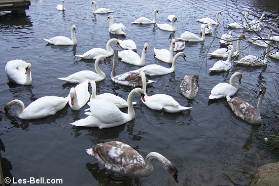 Swans at Bolam Lake, Northumberland.