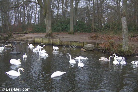 Swans at Bolam Lake, Northumberland.