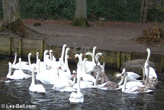 Swans at Bolam Lake, Northumberland.