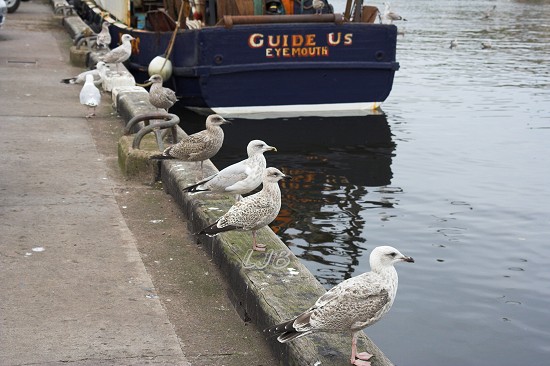 Eyemouth Harbour