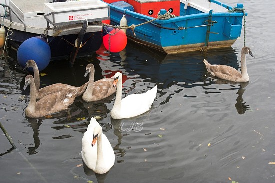 Eyemouth Harbour