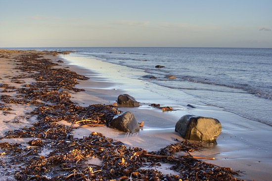 Kelp washed up by recent stormy seas on the beach at Druridge Bay, Northumberland