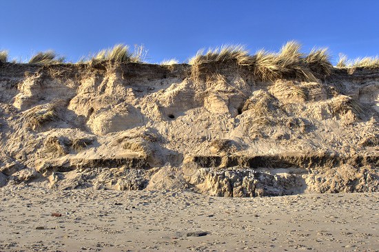 Rabbit holes in the dunes at Druridge Bay, Northumberland Coast.