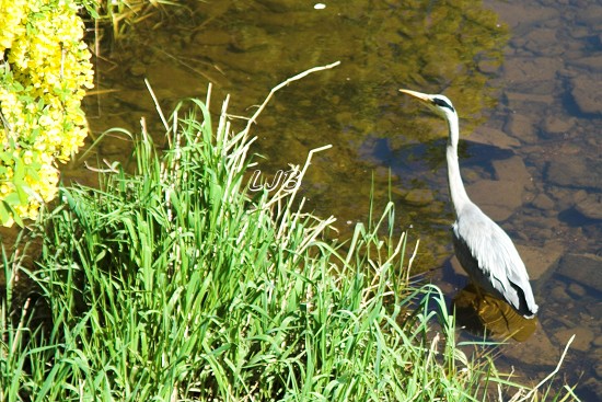 Heron, River Wansbeck, Morpeth, Northumberland.