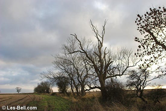 Tree silhouette, Nunriding.