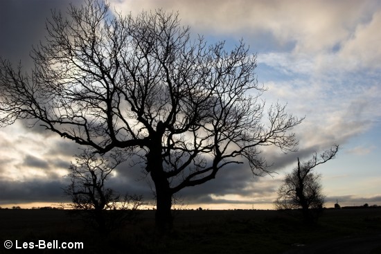 Tree silhouette, Nunriding.