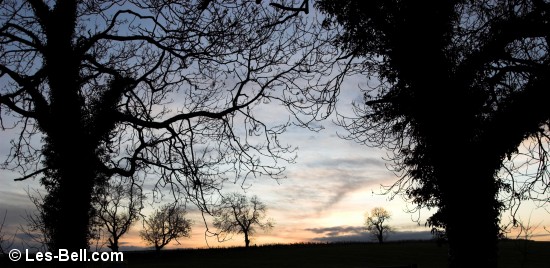 Tree silhouette, Nunriding.