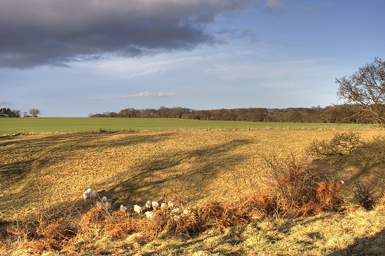 Sheep at Nunriding, Northumberland.