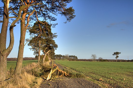 Fallen Scots Pine Tree branches at Nunriding, Northumberland.
