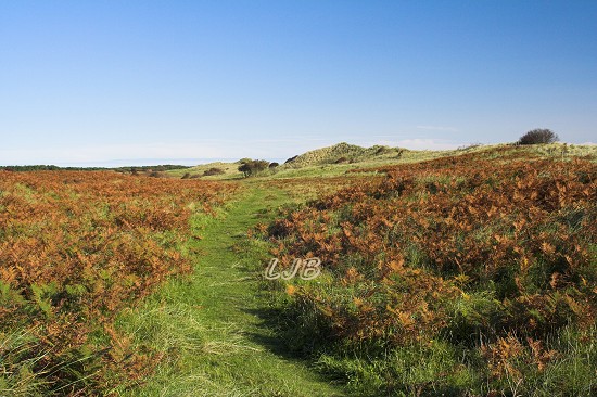 Sand dunes at Druridge Bay.