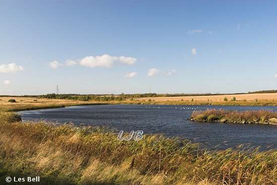 Linton Lane Nature Reserve, Northumberland.