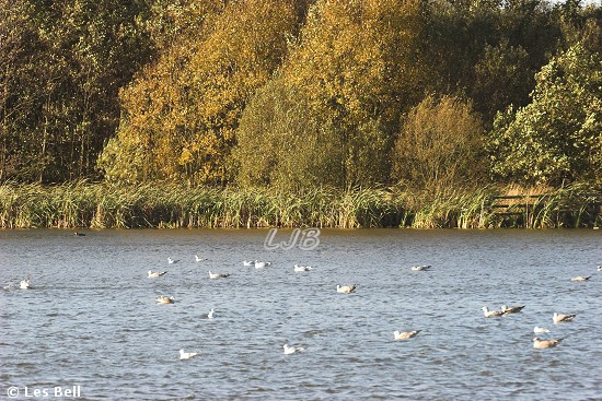 Linton Lane Nature Reserve, Northumberland.