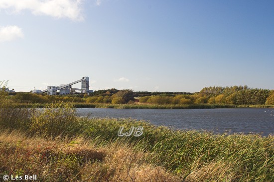 Linton Lane Nature Reserve, Northumberland.