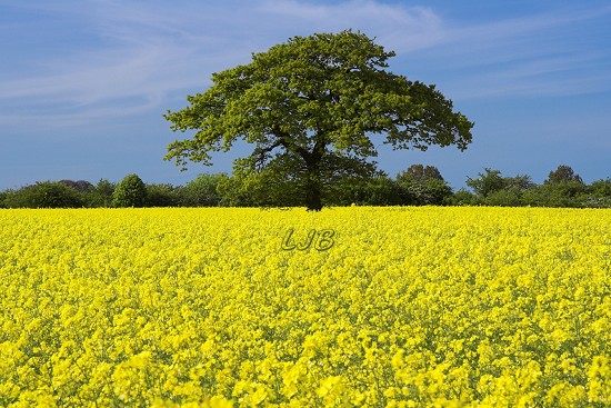 Pegswood Bypass, Morpeth, Northumberland