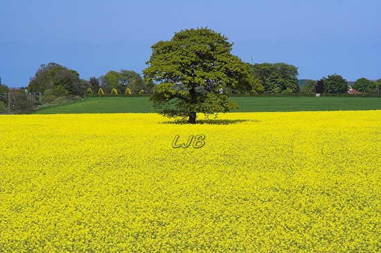 Pegswood Bypass, Morpeth, Northumberland