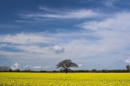 Lone tree in a Rapeseed Field, Pegswood Bypass, Northumberland.