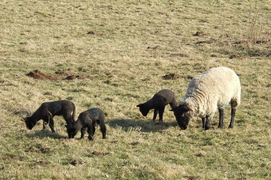 Ewe with three black lambs at Weldon Bridge, Northumberland..