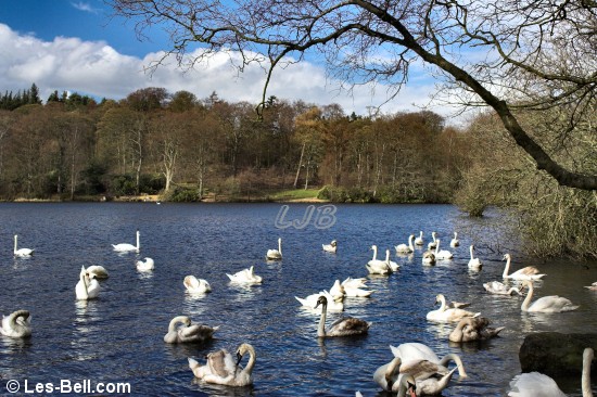 Bolam Lake and Country Park, Northumberland.