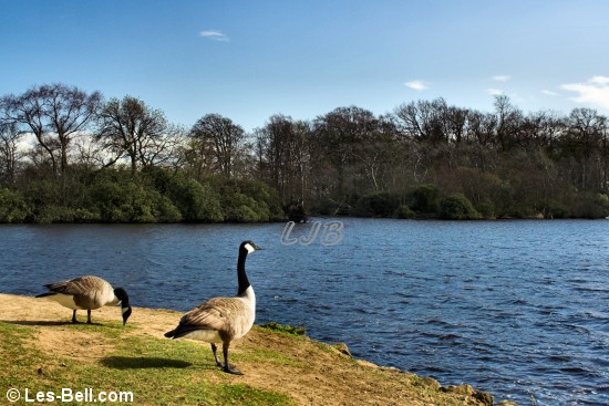 Bolam Lake and Country Park, Northumberland.