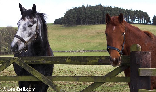 Horses near Clennell Hall, Alwinton.