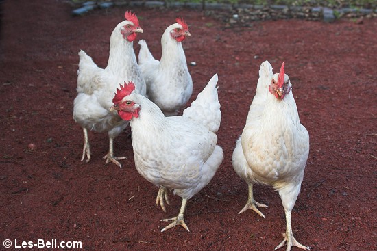 Hens in the car park at Alwinton.