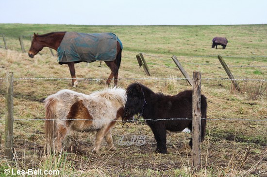 Ponies beside the River Wansbeck, North Seaton, Northumberland.