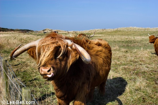 Highland cattle at Druridge Bay.