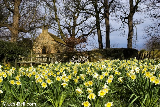 Daffodils outside the Holy Trinity Church, Widdrington Village.